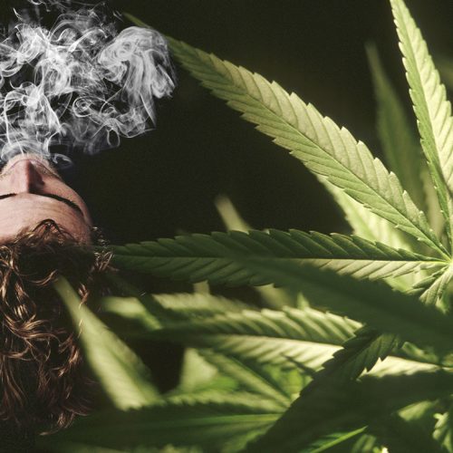 Get to Know the 5 Common Marijuana Flavors