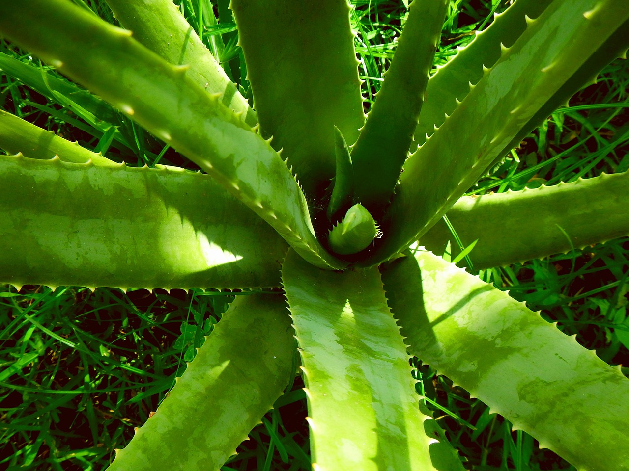 Aloe vera, nature, aloe — Customized Alcohol Rehab in Virginia for Individual Needs
